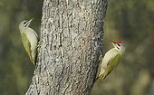 Grey-headed  Woodpecker on trunk - Vosges France 