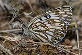 Western Marbled White - Gorges de l'Ardèche  France