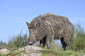 Eurasian wild boar buck in a clearing - France  ; Private park