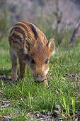 Young Pig Eurasia in the grass - France  ; Private park