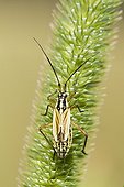 Meadow Plant Bug on an ear  - Alsace France 