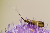 Brassy Long-horn on Scabieusa flower - Alsace France 
