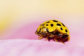 22-spot ladybird on Rose petal - Alsace France 