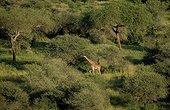Girafe Masaï dans la savane arborée - Parc de Tarangire Tanzanie