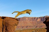 Puma jumping from a rock - Utah USA 