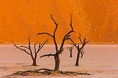 Dead acacia trees at Dead Vlei - Sossusvlei Namib Namibia 