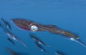 Bigfin reef Squids swimming in open water - Fiji