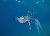 Bigfin reef Squid swimming under surface - Fiji
