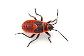Fire bug