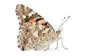 Painted lady