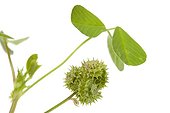 Toothed Medick