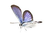 Silver-studded Blue