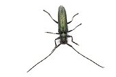 Musk Beetle