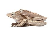 File-eared Tree Frog