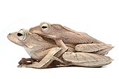 File-eared Tree Frog