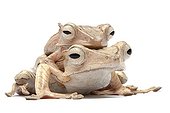 File-eared Tree Frog