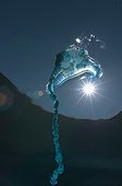 Portugese man-o-war - Poor knights Island New Zealand