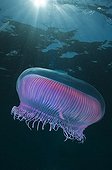 Jellyfish - Poor knights Island New Zealand