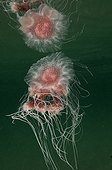 Stinger Jellyfish - Poor knights Island New Zealand