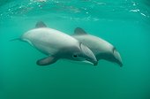 Hector's Dolphins - Banks peninsula  New Zealand