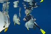 Diver and Circular spadefish - Papua New Guinea