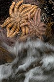 Eleven armed starfish on shore - South Island New Zealand