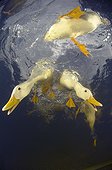 Domestic ducks on the surface - New Zealand 
