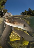 Longfin eel under surface - New Zealand