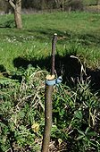 Apple tree grafting in garden