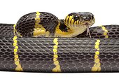 Portrait of Mangrove Snake on white background ; Native to Southeast Asia 