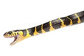 Portrait of Mangrove Snake on white background ; Native to Southeast Asia 