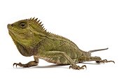 Chameleon Forest Dragon on white background ; Native to Indonesia and Malaysia 