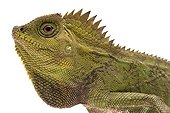 Portrait of Chameleon Forest Dragon on white background ; Native to Indonesia and Malaysia 