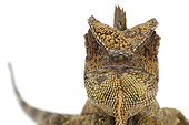 Portrait of Chameleon Forest Dragon on white background ; Native to Indonesia and Malaysia 