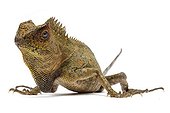 Chameleon Forest Dragon on white background ; Native to Indonesia and Malaysia 