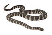Little filesnake on white background ; Native to Asia