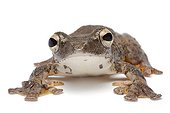 Flying Frog on white background ; Native to Vietnam 