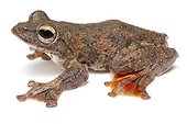Flying Frog on white background ; Native to Vietnam 