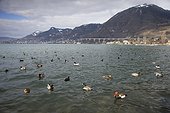 Lake Leman (Geneva) at the end of the winter - Switzerland ; View from Villeneuve (Vaud) - In the background : Montreux. Numerous birds are swimming on the Lake. 