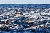 Long-beaked common dolphins on the surface - South Africa ; Seal Island