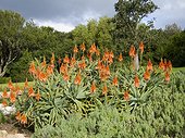 Krantz Aloe flowers - Kirstenbosch South Africa