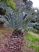 Eastern Cape blue cycad - Kirstenbosch South Africa