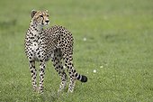 Cheetah in savanna - East Africa