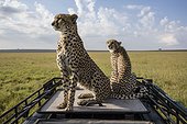 Cheetahs sitting on a vehicle vision - East Africa