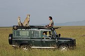 Cheetahs on car and photographer - East Africa