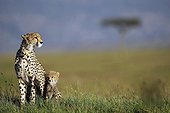 Cheetah and young in savanna - East Africa 