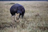 Hippo charging a Lion - East Africa