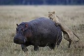Lion attacking a Hippo - East Africa 