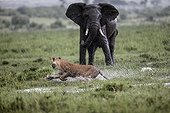 Lion running in front of an African Elephant - East Africa