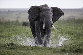 African elephant running in a swamp - East Africa 